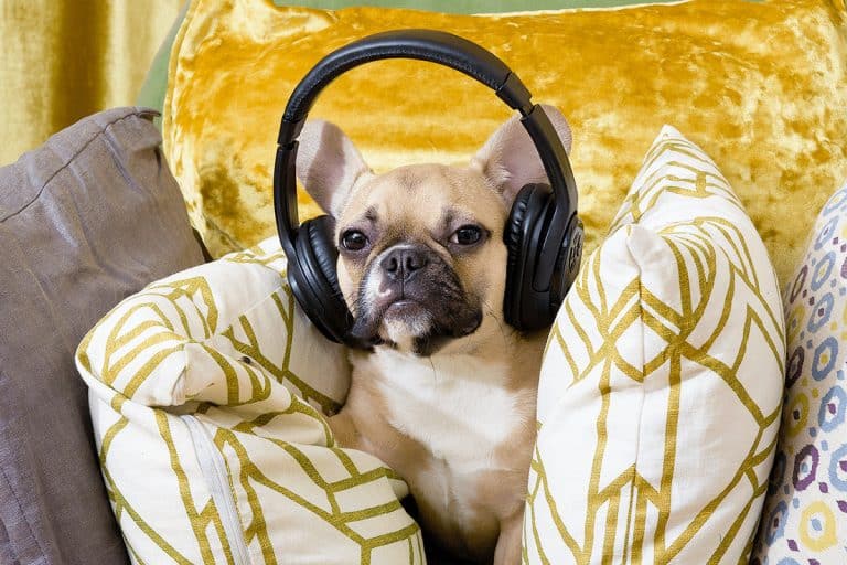 View of 11 Ways to Calm an Anxious Dog - iHeartDogs.com