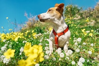 A dog’s nose glistens as it sniffs around, showcasing the incredible power of its sense of smell.
