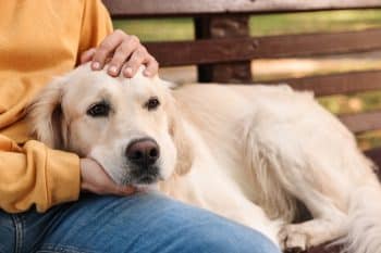 11 Ways to Calm an Anxious Dog - iHeartDogs.com