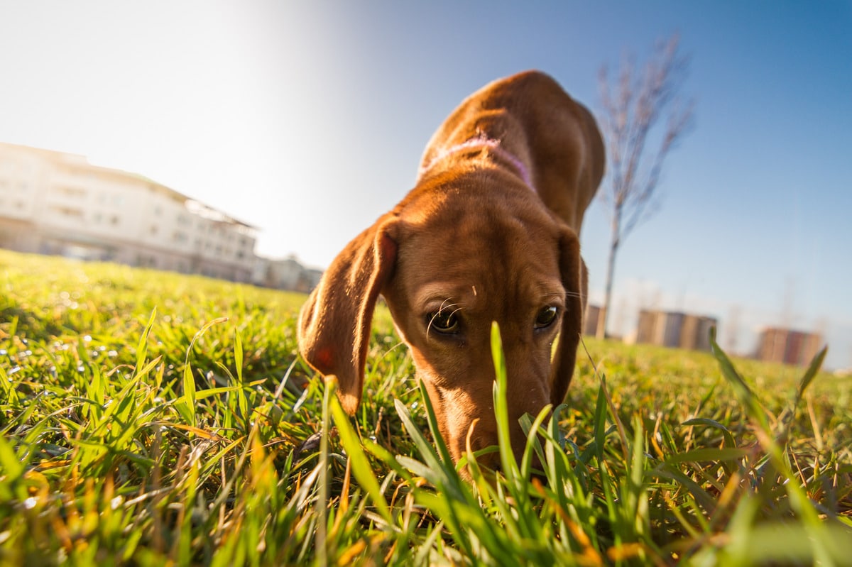 A Bloodhound tracking with intense focus, showing persistence and skill.