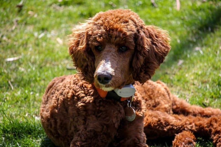 11 Loyal Dog Breeds That Are Easygoing and Protective - iHeartDogs.com