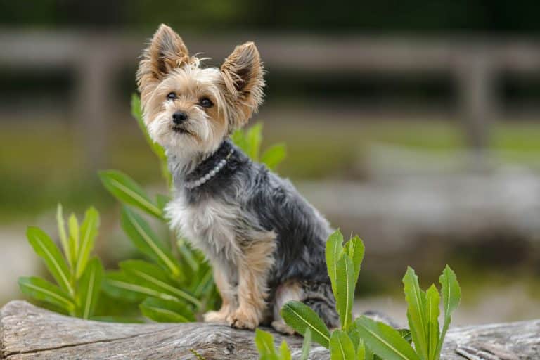 Yorkie Calculus Ideal Diet for Yorkies - The Ultimate Yorkie Feeding Guide - iHeartDogs.com