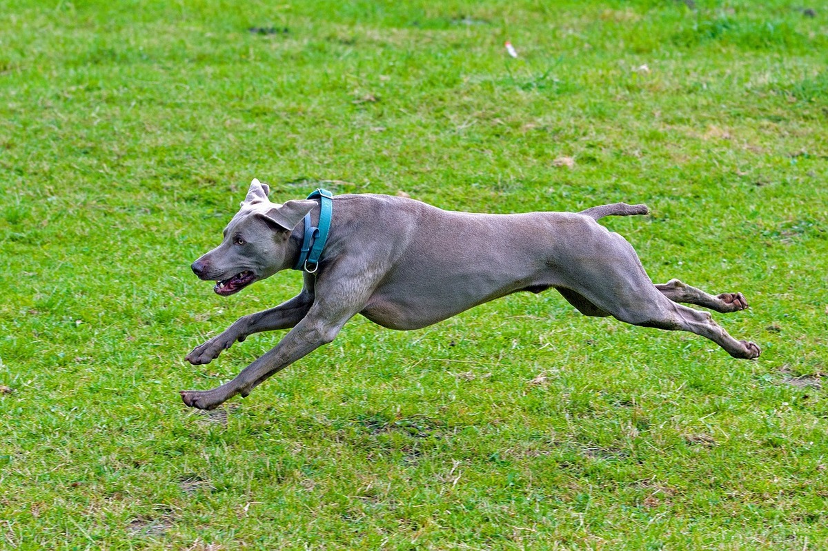 A happy medium-sized dog leaping through the air, full of energy and joy.