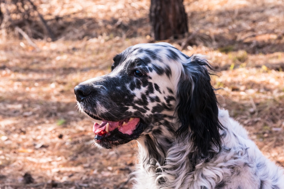 English Setter with feathered ears flowing softly, radiating elegance and gentle affection