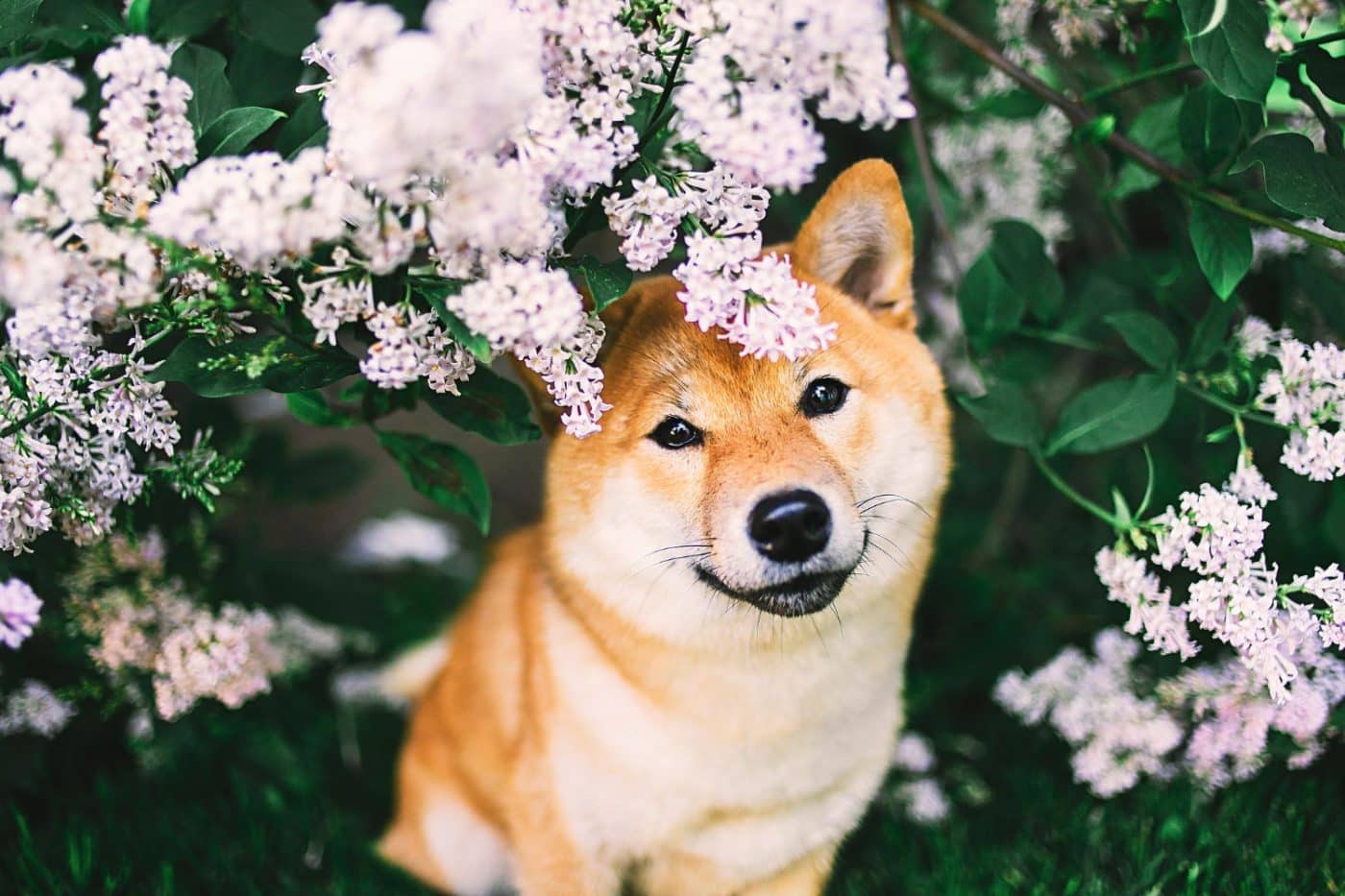 Shiba Inu with bright, expressive eyes full of curiosity and mischief