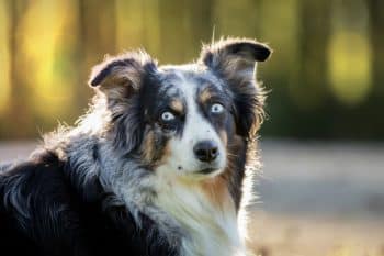 PetWireDaily — Scientists Say Dogs Could Have a Hidden “Language” We Barely Notice