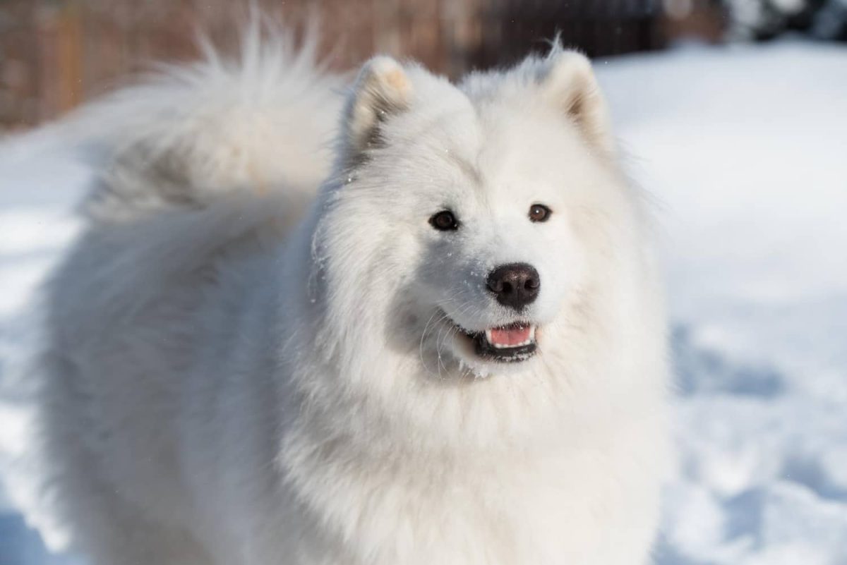 11 Loving Canine Breeds That Smile When They See You We Love Dogs