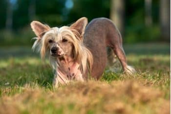 PetWireDaily — Flea & Tick Prevention for Chinese Cresteds: A Safe & Effective 4 Step Plan