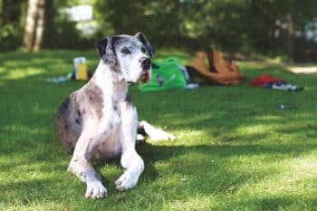 Great Dane sitting gently, capturing oversized cuddles and soft devotion.