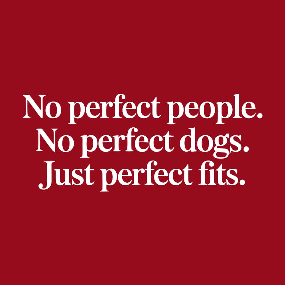 No Perfect People. No Perfect Dogs. Just Perfect Fits Standard Tee Red - Image 2