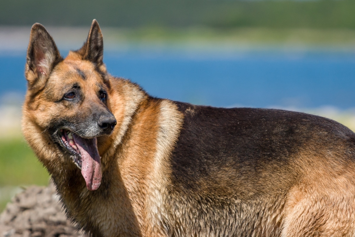 German Shepherd standing watchfully, showing emotional protectiveness