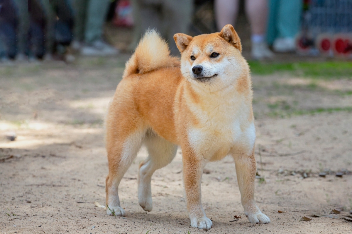 Akita Inu with a red coat and noble, fox-like expression