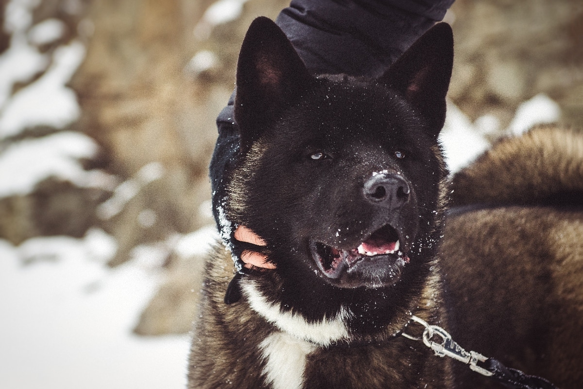  Alaskan Malamute letting out a soulful, wolf-like howl.