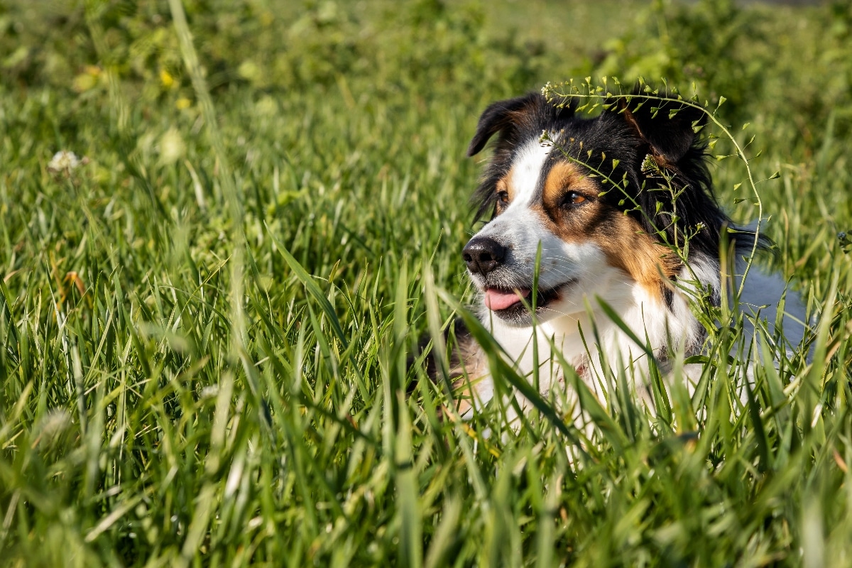 Australian Shepherd running fast, eyes focused, and body ready for a chase.