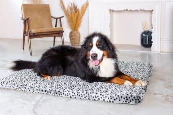 A serene dog rests calmly, its eyes full of empathy and gentle understanding.