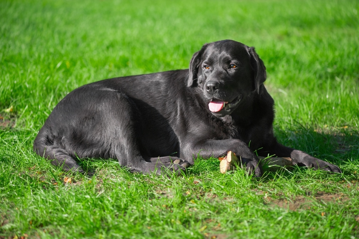 Labrador Retriever leaning in with a joyful, loving expression.