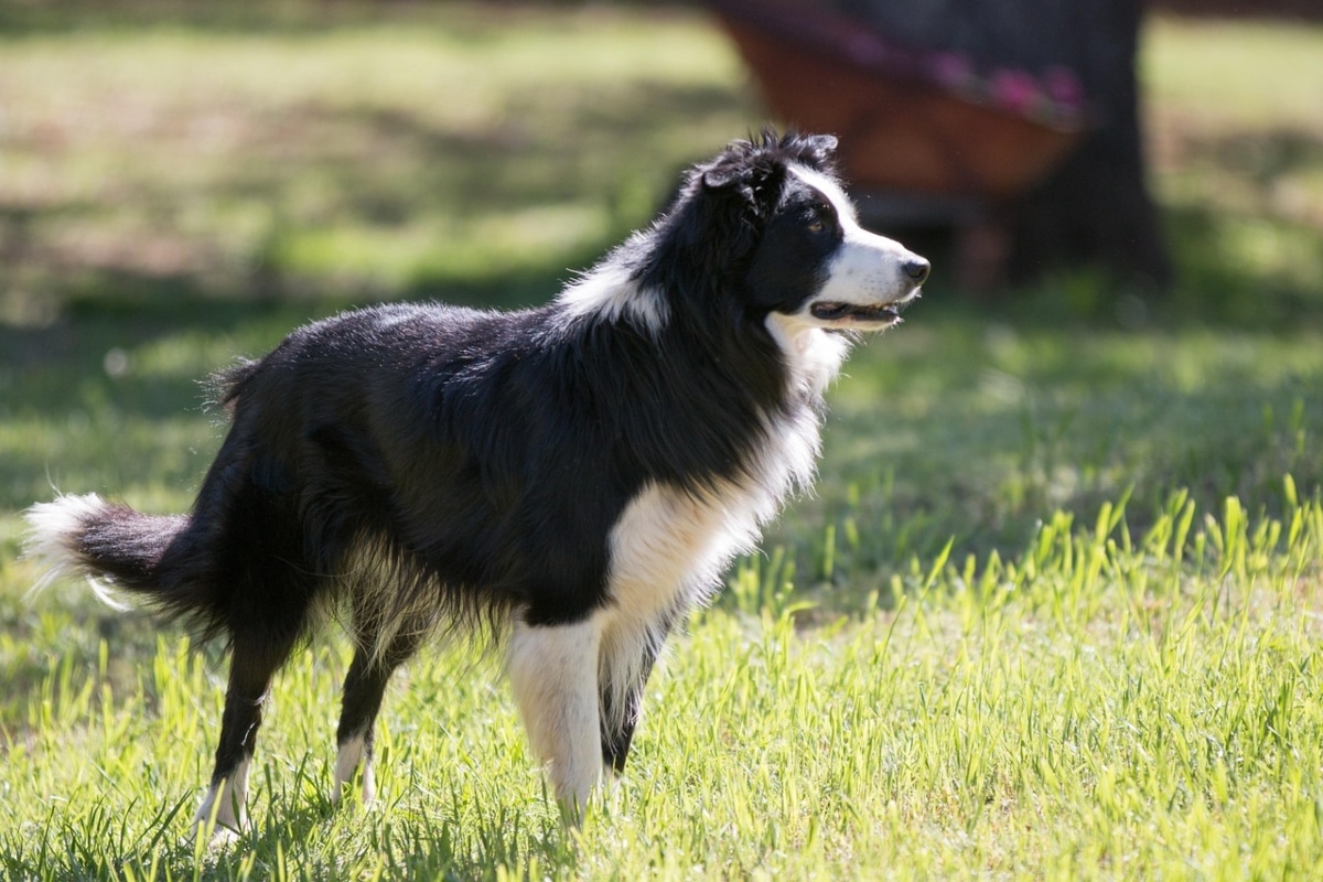 Border Collie alert and engaged, radiating energetic devotion.