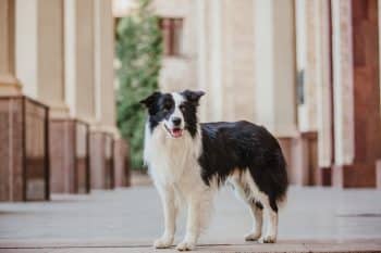 A bright-eyed dog with a sharp, focused gaze full of curiosity and awareness.