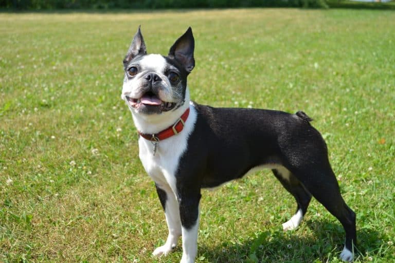 Beautiful view of Minimal Grooming Dog Breeds