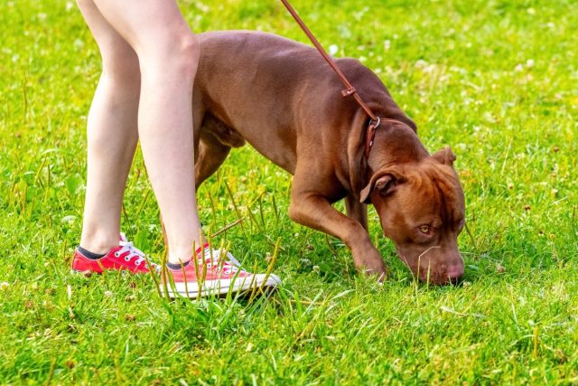 brown-dog-breed-american-pit-bull-terrier-leash-near-his-mistress