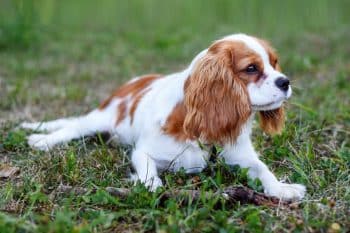 Cavalier King Charles Spaniel offering affectionate support.