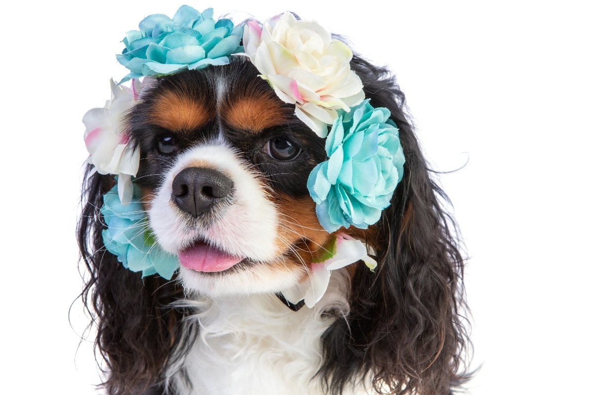 A Cavalier King Charles Spaniel, with a loving expression, offering warmth and affection.