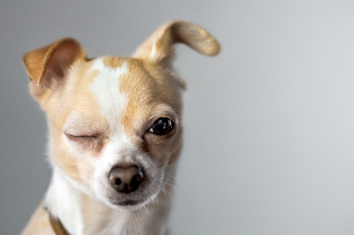 Cute Chihuahua winking at camera