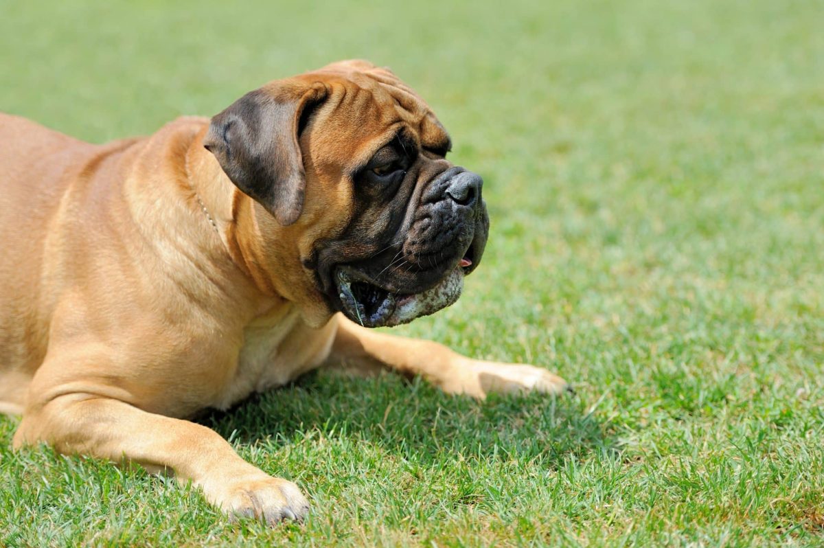 English Mastiff showing enormous paws matching its massive and powerful body.
