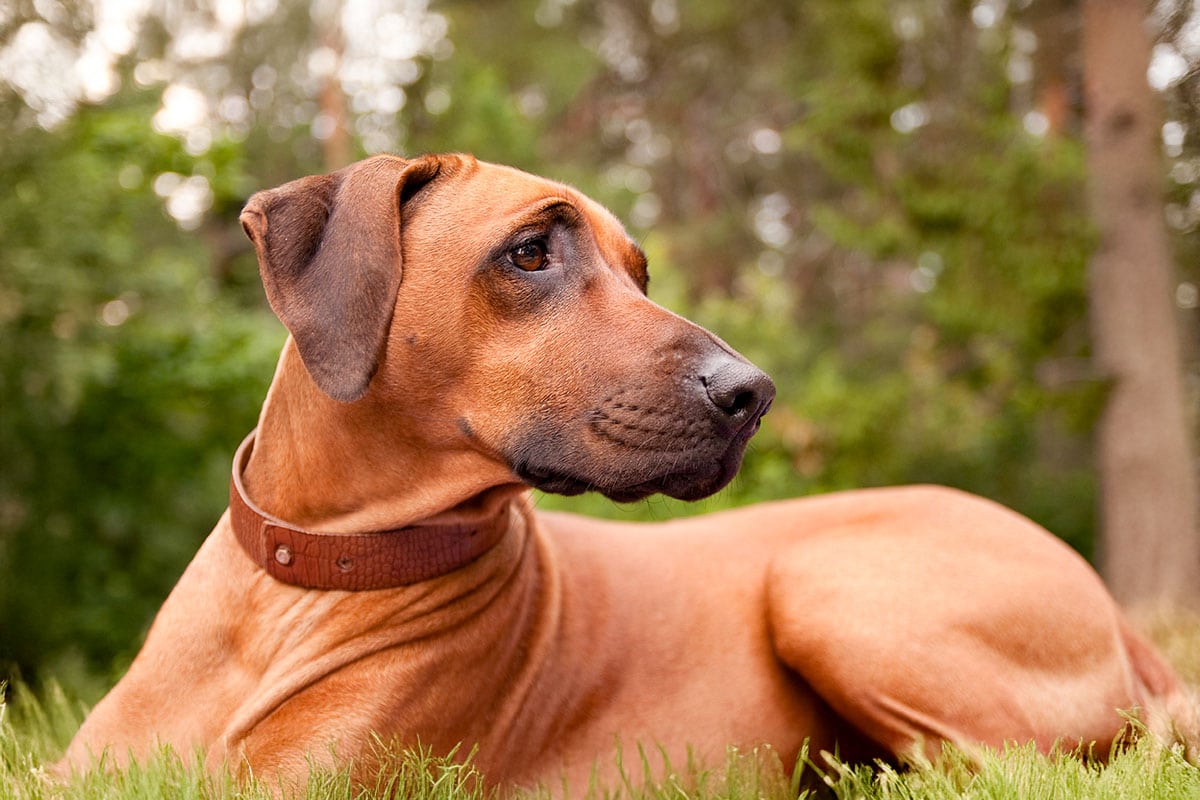 Rhodesian Ridgeback standing confidently with a strong, dignified presence.