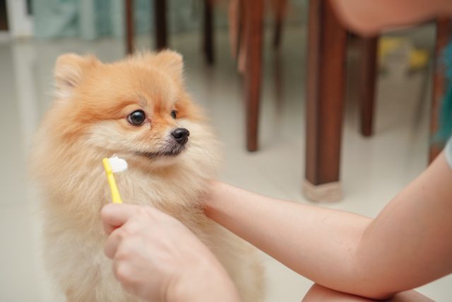close up on pet, small dog breed for pomeranian, it standing on the granite floor and owner prepare to brush pet teeth