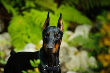 A dignified dog standing proudly, reflecting calm confidence and elegant pride.