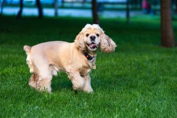 PetWireDaily — Flea & Tick Prevention for Cocker Spaniels: A Safe & Effective 4 Step Plan