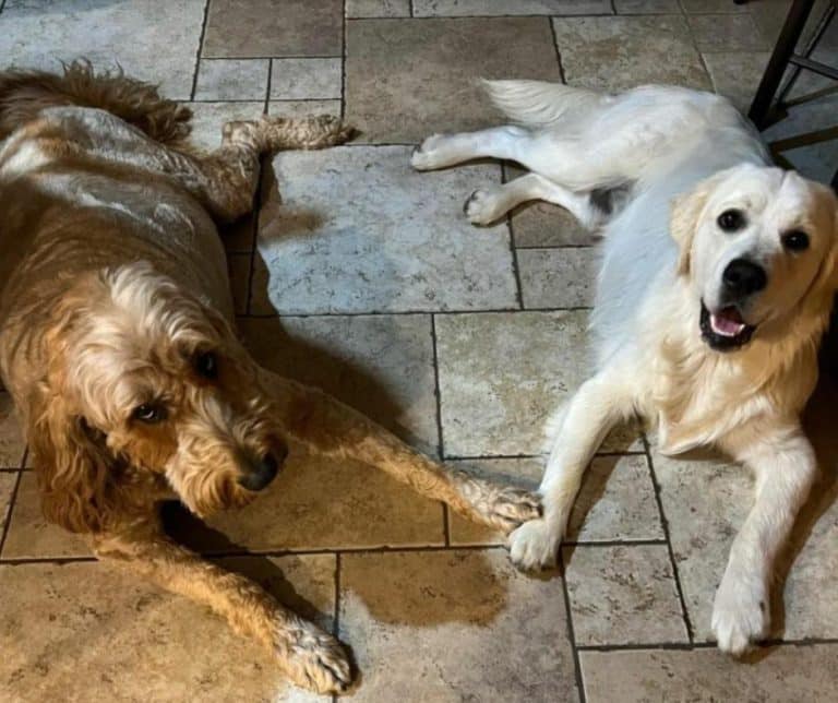 Lincoln happily reunited with his mom