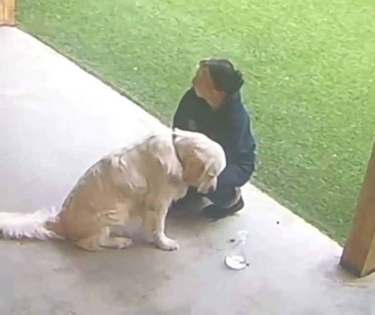Lincoln sitting with sadness being comforted by handler