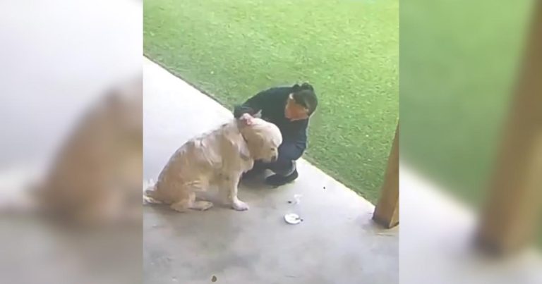 Lincoln the Golden Retriever sitting sadly at daycare