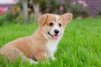 PetWireDaily — Best Puppy Dog Foods for Corgis