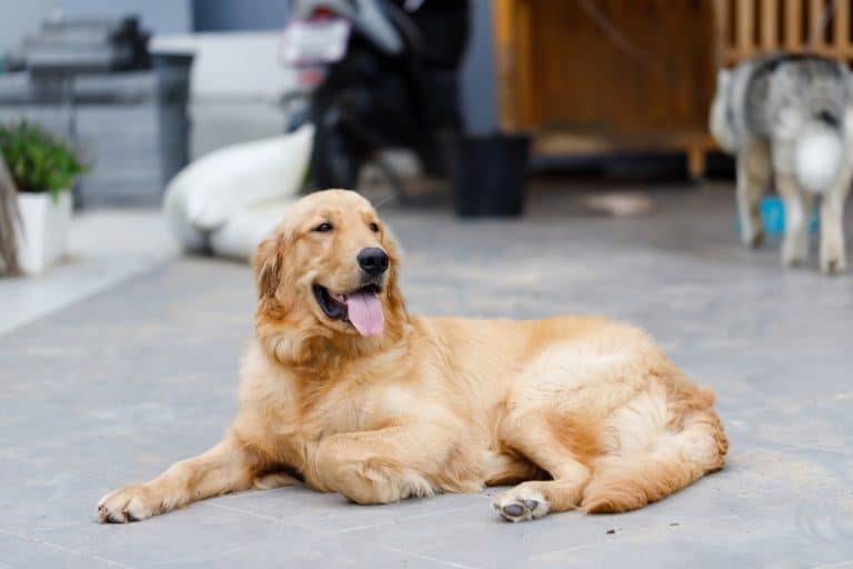11 Signs Your Dog Is Living a Happy Life - iHeartDogs.com