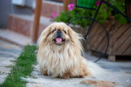 3 Best Supplements for Dogs with Seizures & Epilepsy - iHeartDogs.com - Epilepsy In Dogs Nutritional Needs
