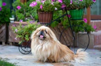 Dog resting peacefully in a quiet space, embodying comfort and calmness without chaos