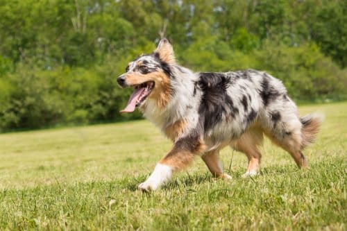 13 Nature Loving Dog Breeds Who Thrive In Woods And Water IHeartDogs