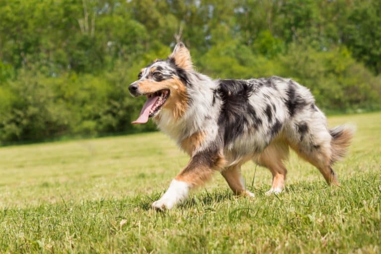 13 Nature Loving Dog Breeds Who Thrive In Woods And Water IHeartDogs 13 Nature Loving Dog Breeds Who Thrive In Woods And Water IHeartDogs