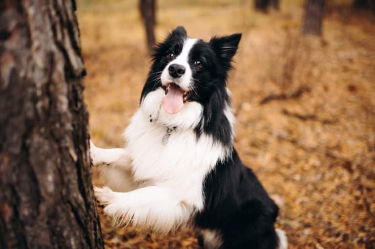 13 Nature Loving Dog Breeds Who Thrive In Woods And Water IHeartDogs