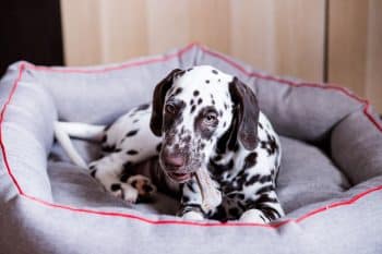 PetWireDaily — 9 Best Dog Calming Supplements, Treats & Chews
