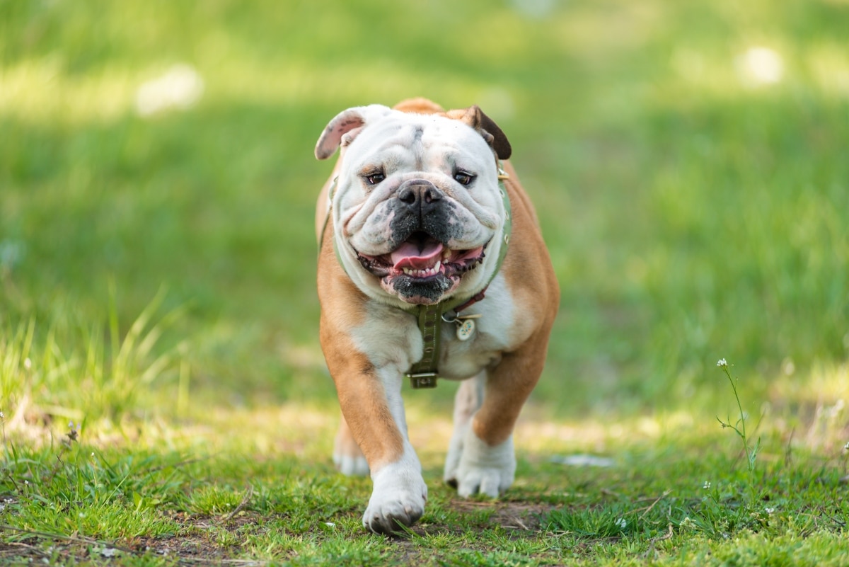 Concerned but loving dog looking up with trusting eyes.