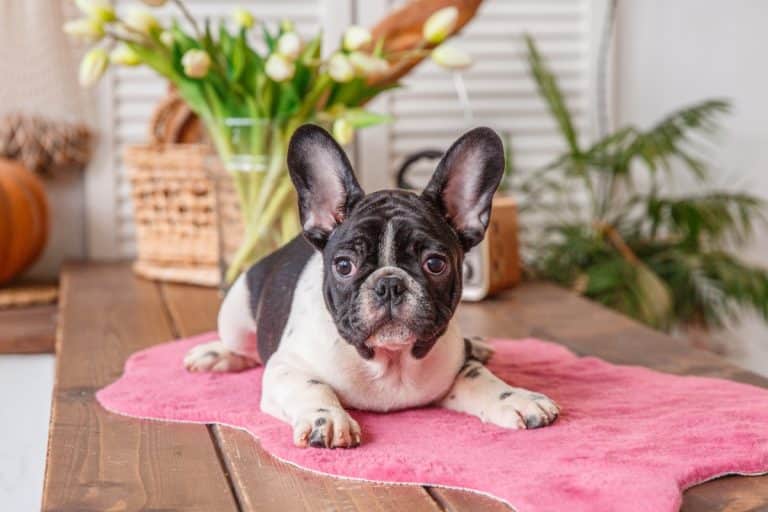 13 Dog Breeds That Thrive in Small Living Spaces - iHeartDogs.com