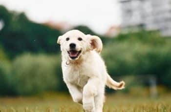 A joyful dog with a wide grin radiating playful, silly energy and charm.