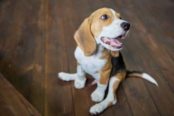 Sweet dog with aging grace and warm eyes, radiating love and lifelong charm.