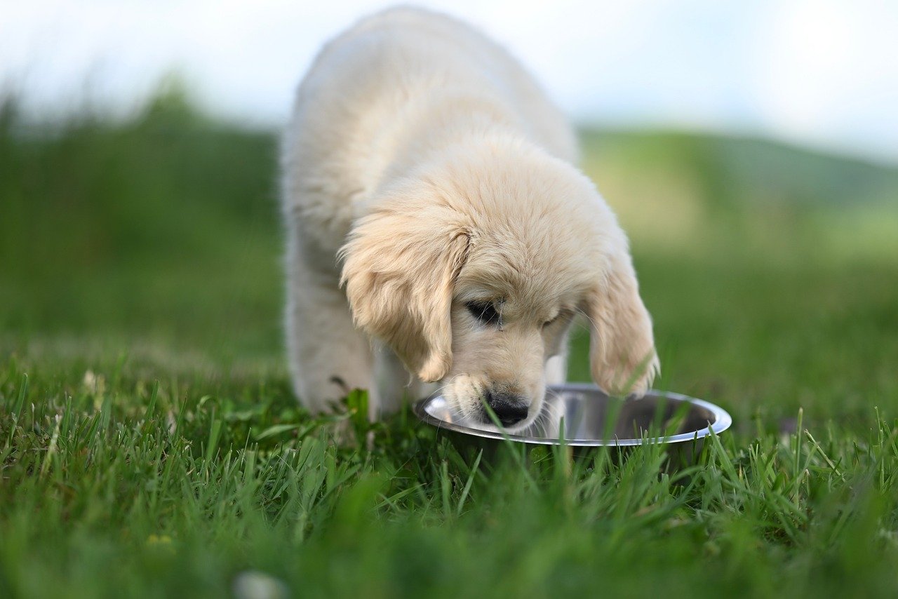 7 Best Dog Foods for Avoiding DCM (Dilated Cardiomyopathy) 2026