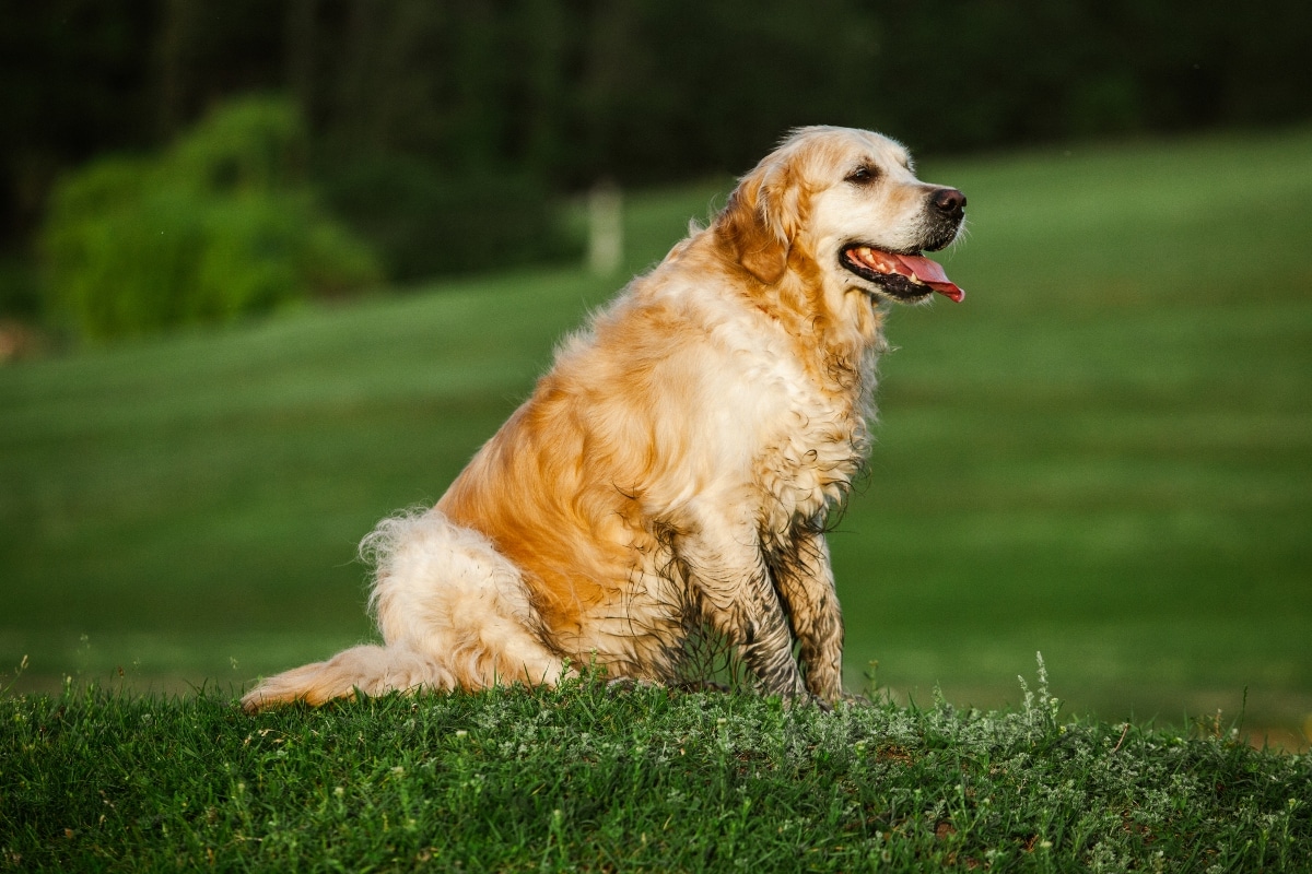 Golden Retriever looking cheerful while enjoying wide backyard freedom.