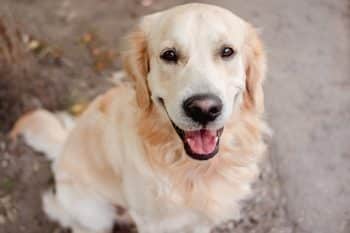PetWireDaily — The 8 Best Dog Foods For Golden Retrievers – 2026